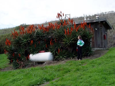 Very Large Aloe Vera